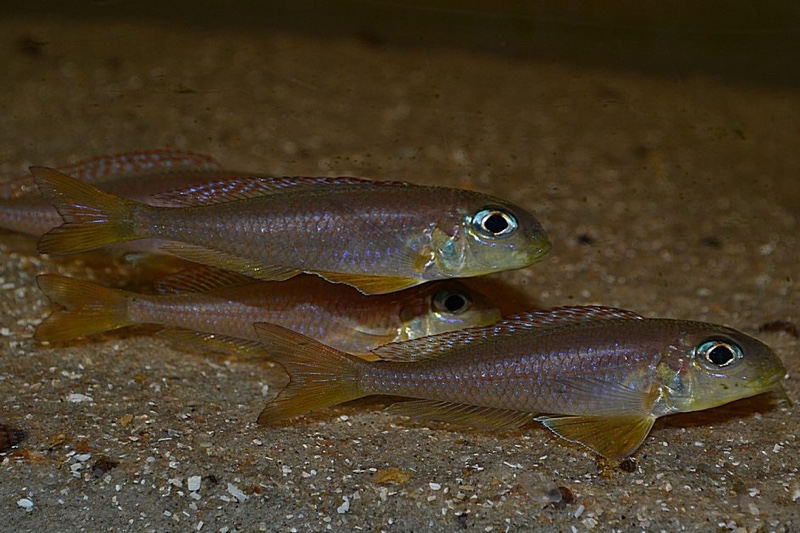 Xenotilapia flavipinnis 'Kekese'